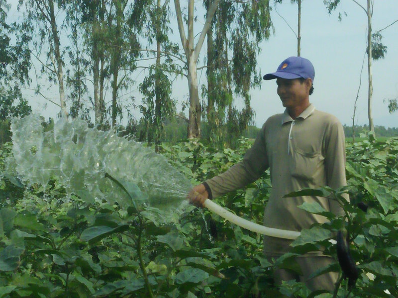 Ong Nguyen Van Xoai tưới nước vườn cà tím.jpg